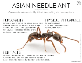 02_Asian Needle Ant-01